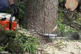 Best Emergency Tree Removal  in Clairton, PA