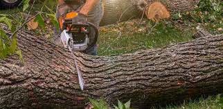 Best Utility Line Clearance  in Clairton, PA