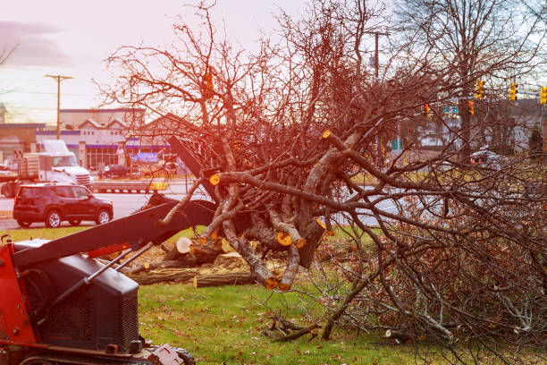 Best Seasonal Cleanup (Spring/Fall)  in Clairton, PA