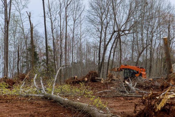 Best Tree Disease Treatment  in Clairton, PA