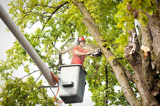 Best Storm Damage Tree Cleanup  in Clairton, PA