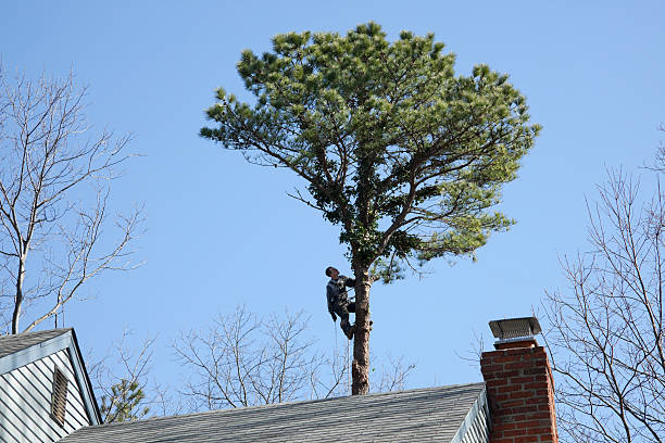 Best Root Management and Removal  in Clairton, PA