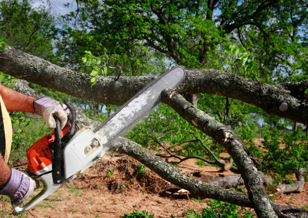 How Our Tree Care Process Works  in  Clairton, PA