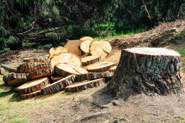 Best Lawn Dethatching  in Clairton, PA